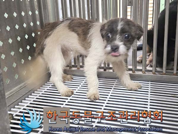 한국동물구조관리협회_441404202400359